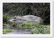 07IntoNgorongoro - 070 * Hippo with baby.